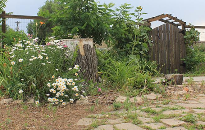 Overgrown community garden