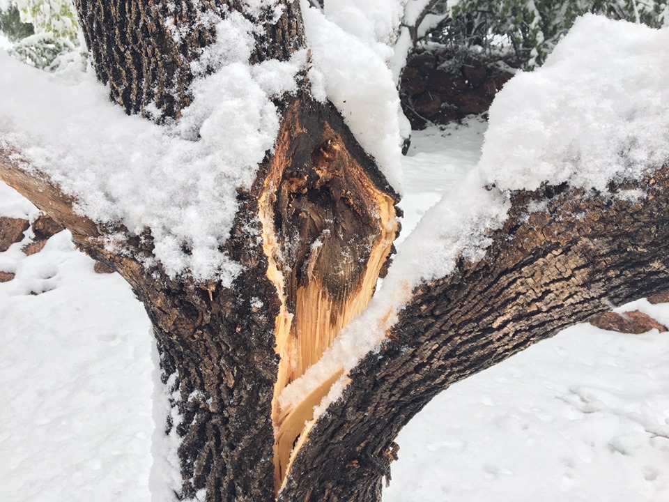 Fallen Tree Branch Symbolism