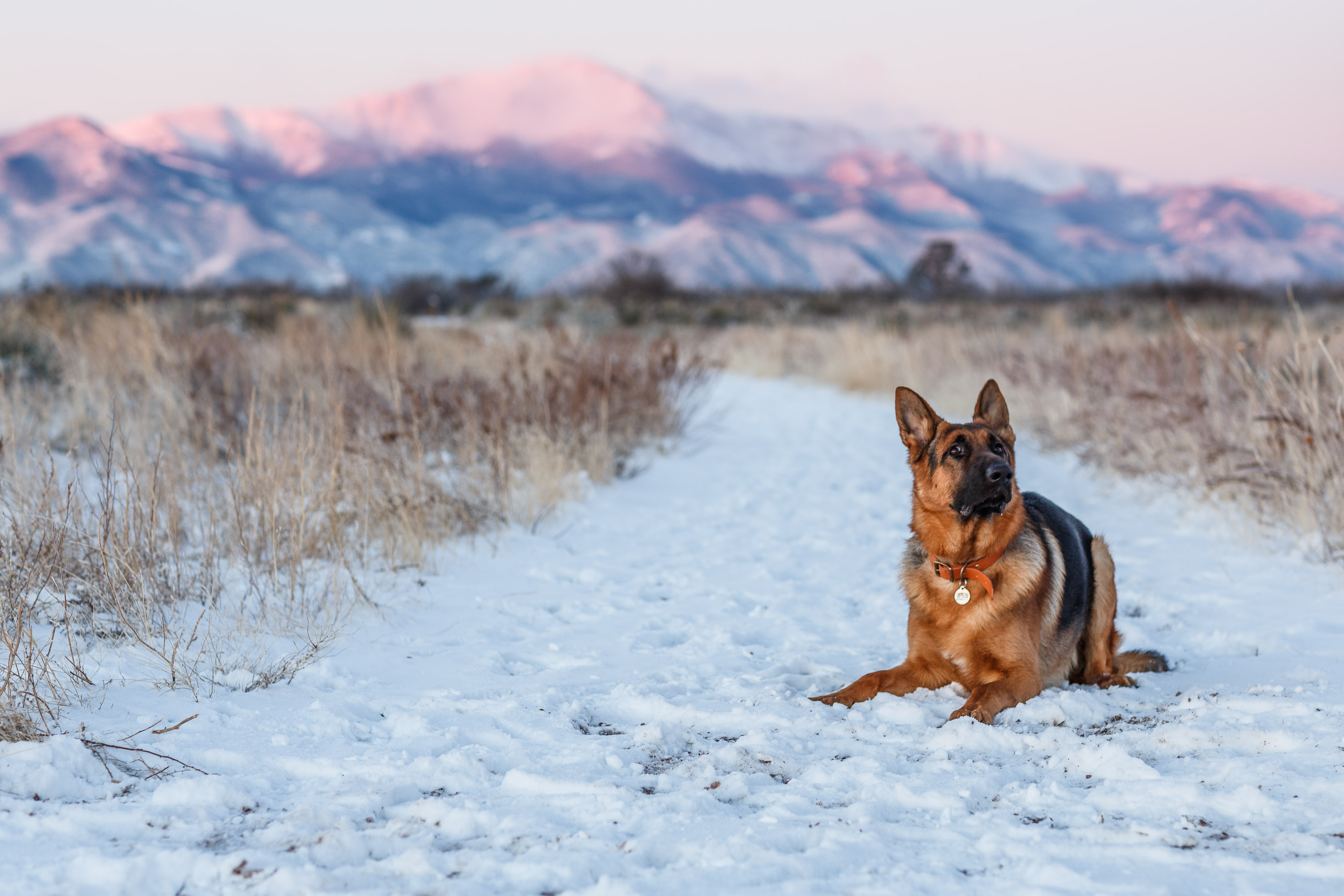 Dog sitting in the snow with Pikes Peak in the background
