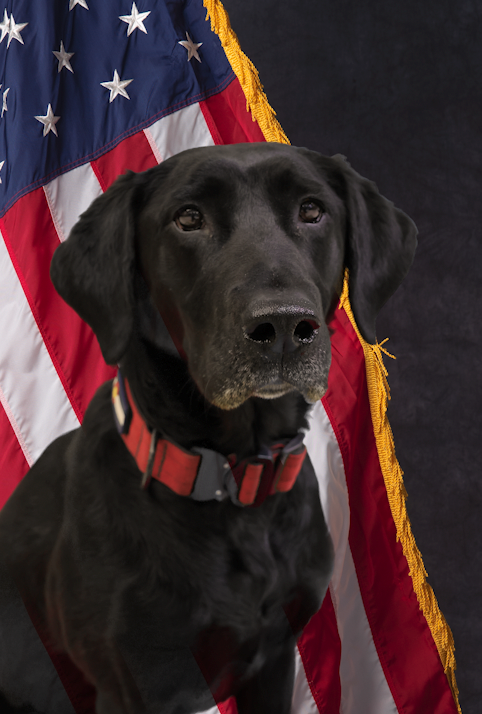 k9 Luna in front of an American Flag