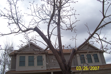 damaged tree in front of home