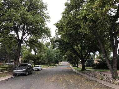 a neighborhood street lined with tall trees
