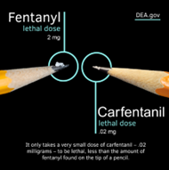 A graphic comparing the lethal dosage of carfentanil (.02 mg) with fentanyl (2 mg).