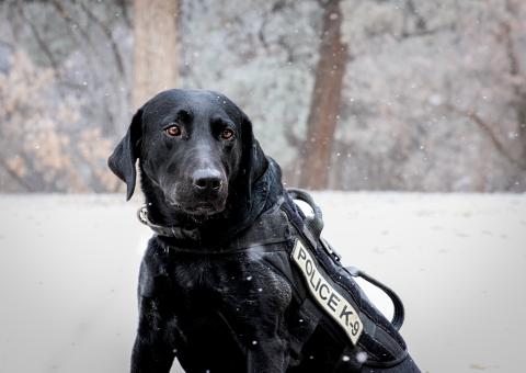 A black lab sitting down in the snow. 