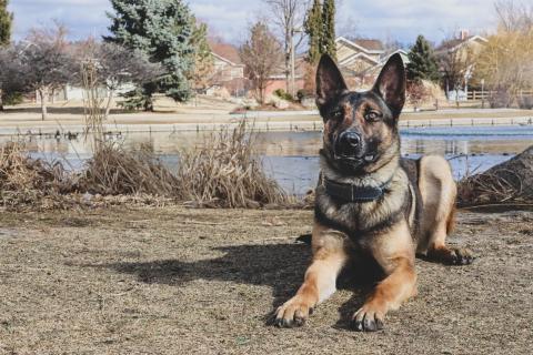 CSPD K9 Koa in recently donated body armor