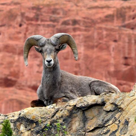 big horn sheep sitting on a gray rock. Red rocks behind it.