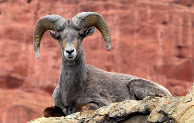 big horn sheep sitting on a gray rock. Red rocks behind it.
