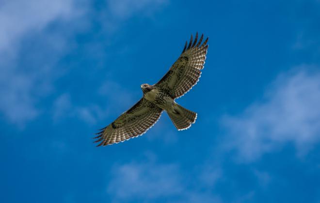 looking up at a hawk flying overhead. blue sky and clouds behind bird