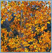 golden leaves on a tree