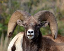 big horn sheep