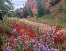 wildflowers line a dirt trail. Red rocks in the background.